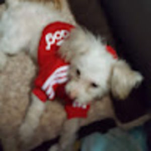 Meet your Posher, Frankie